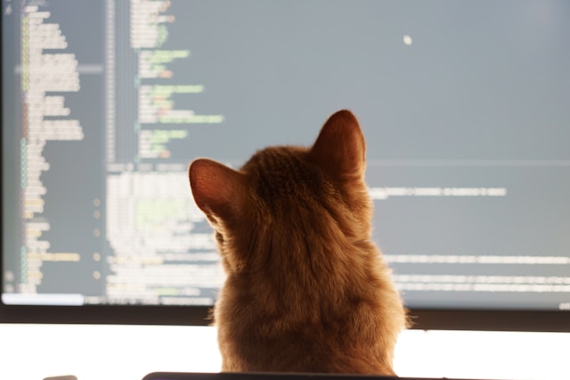 A cat in front of a computer